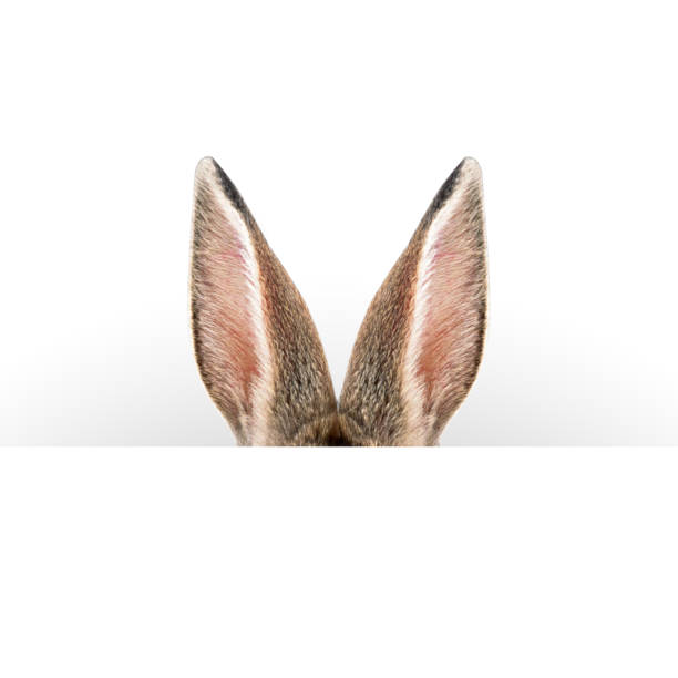 Animal Ear Stock Photos, Pictures & Royalty-Free Images - iStock Animal Ear Stock Photos, Pictures & Royalty-Free Images - iStock