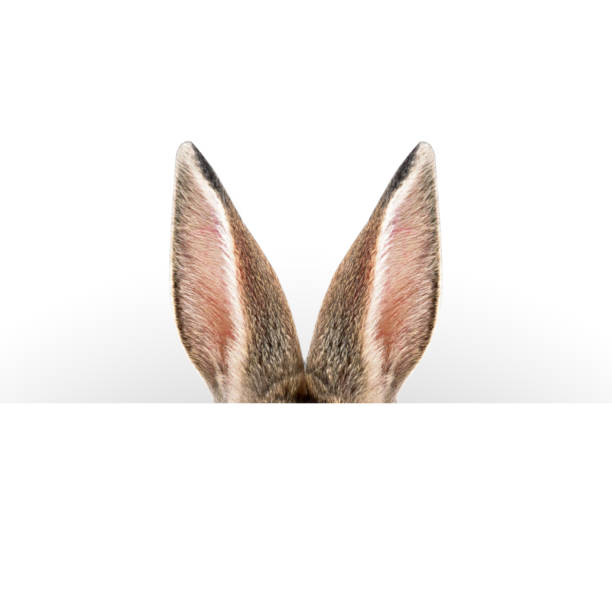 Hare ears. Easter card. Hare ears. Easter card. animal ear stock pictures, royalty-free photos & images