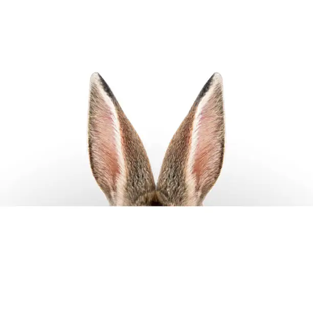 Hare ears. Easter card.
