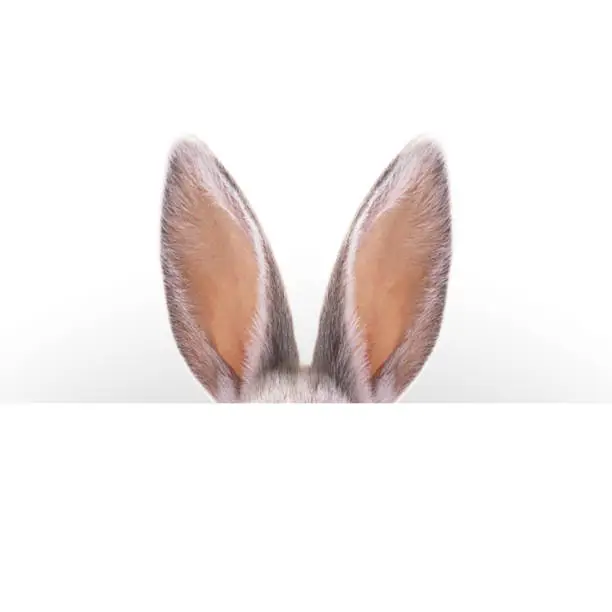 Photo of Hare ears. Easter card.