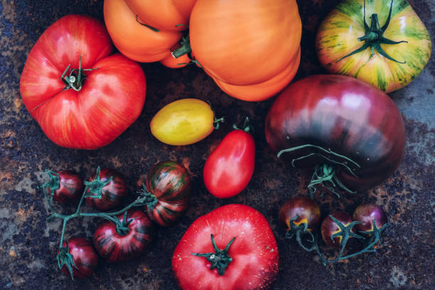 tomates de colores reliquia frescos de mi jardín de campo orgánico - heirloom tomato tomato vegetable fruit fotografías e imágenes de stock