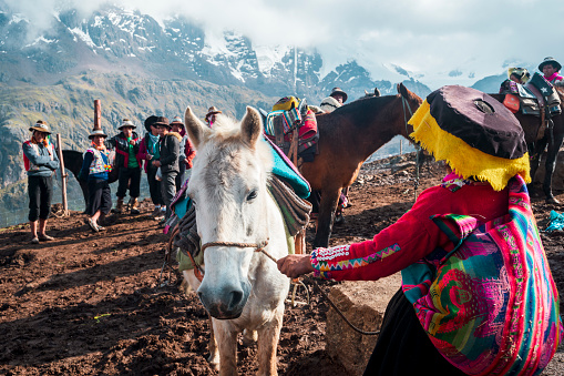 Vinicunca, Peru - October 29, 2018: female guide in traditional wear holds white mule at high altitude grounds in Vinicunca area.