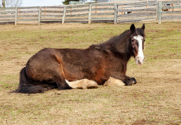 istock Horse Resting in Field 1138678617