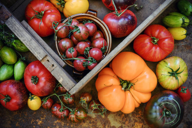 kolorowe pomidory scheda świeże z mojego ekologicznego ogrodu wiejskiego - heirloom tomato organic tomato rustic zdjęcia i obrazy z banku zdjęć