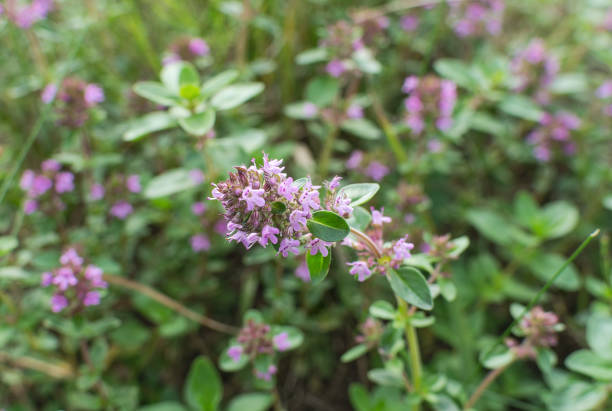wild thyme herb with pink flowers - alternative medicine herb garden plant flower imagens e fotografias de stock