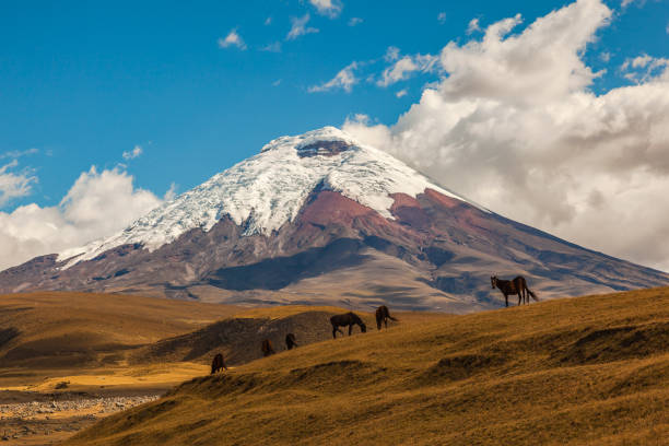 Cotopaxi National Park Cotopaxi, an active volcano, at sunset with horses in the foreground quito photos stock pictures, royalty-free photos & images