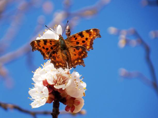 istock butterfly on apricot blossom 1138681448