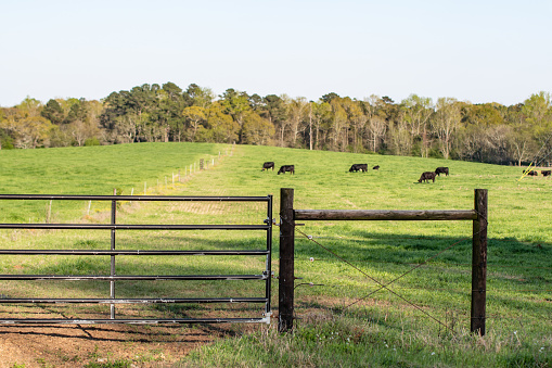 Fencing H-brace and gate on a pasture with cattle grazing in the background out-of-focus.