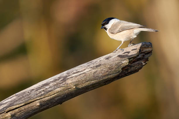 istock One marsh tit sitting on a branch in nature - Poecile palustris 1138684196