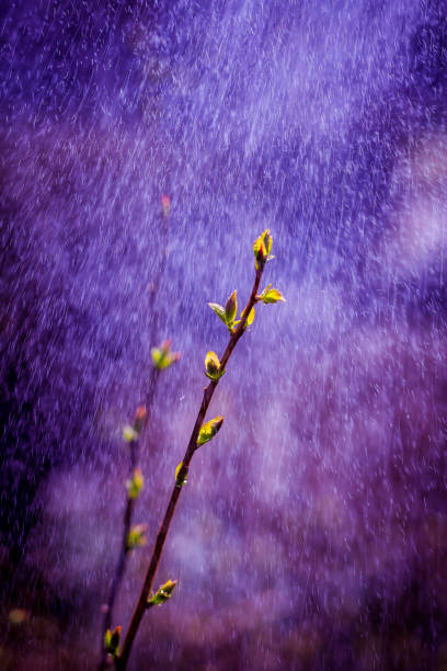 istock The first leaves of the bush. Dissolving leaflet. The beginning of spring. Getting warmer 1138684900