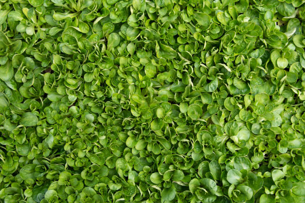 istock Green Salad: Vogerlsalad – Field salad – Rapunzel 1138684927