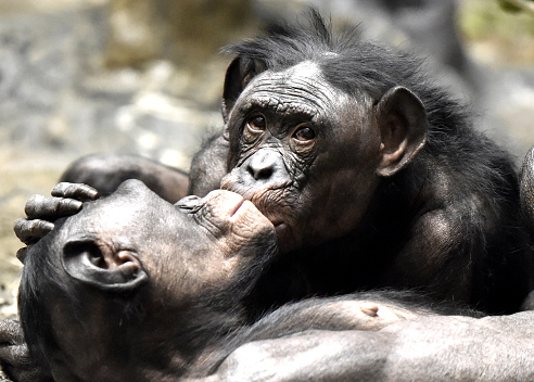 Bonobo Grooming photo