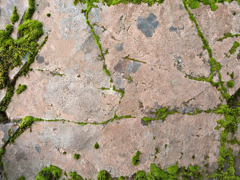 An abstract background of a forest rock covered with lichen and green moss as a frame.