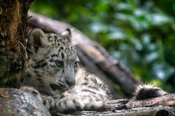 istock Portrait of Snow leopard cub, Panthera uncia 1138689798