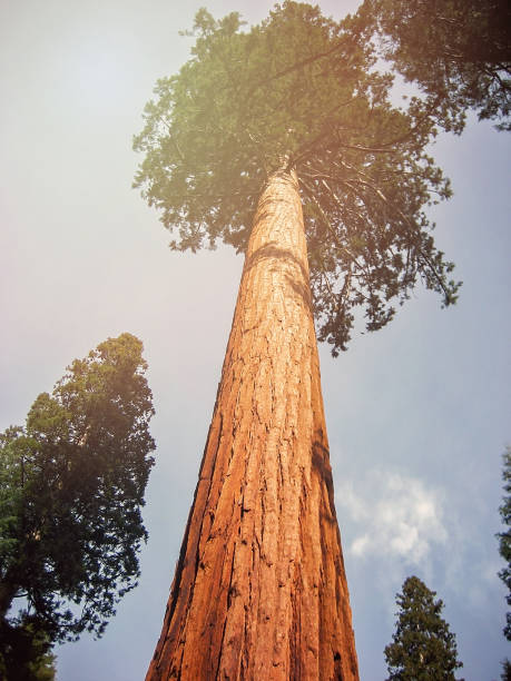 istock Big Redwood tree in Sequoia National Park 1138690532