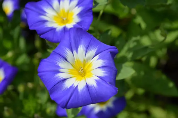 Amazing blue, white and yellow flowering morning glory in a garden.
