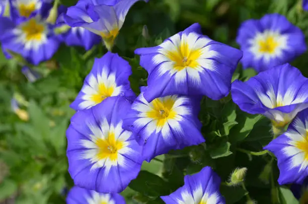 Gorgeous garden with blooming blue and yellow flowering morning glories.