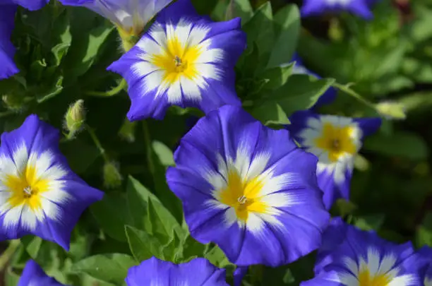 Pretty blue and yellow morning glories in a garden.