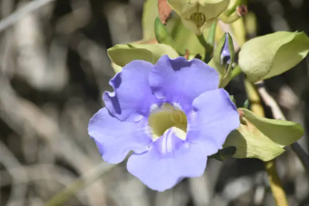 Pretty blue morning glory flower close up photo
