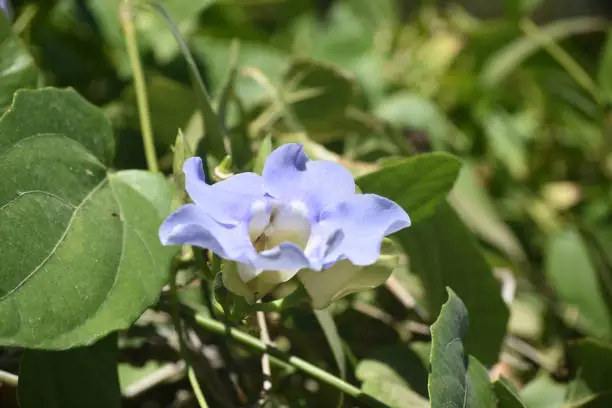 Blooming morning glory flower with blue petals