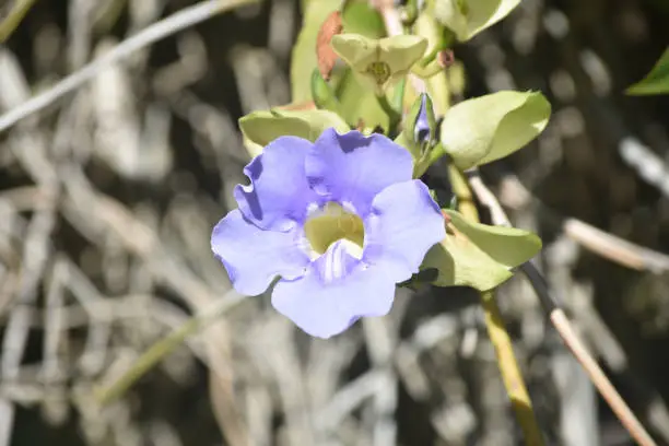 Light blue petals on a pretty morning glory flower