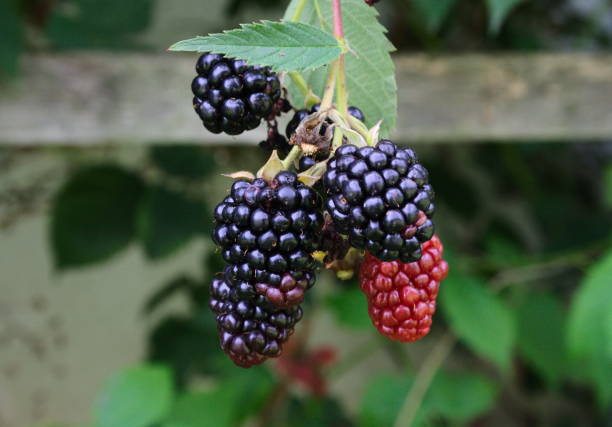 Ripe Blackberries and unripe red blackberries hanging down