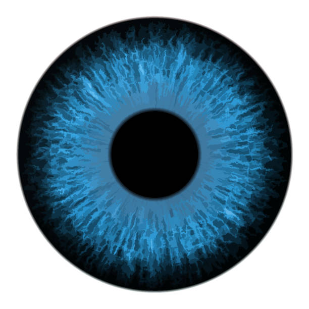 ilustrações de stock, clip art, desenhos animados e ícones de blue eyes iris macro vector illustration - close up of iris