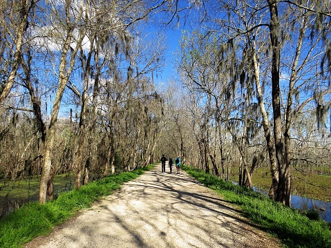 A serene walking trail in Brazos Bend State Park near Houston, Texas