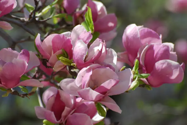 Flowering pink and white flower blossoms on a magnolia tree.