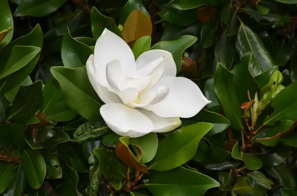 Magnolia bush with a flowering white magnolia blossom.