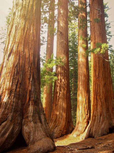 istock Big Redwood tree in Sequoia National Park 1138692825