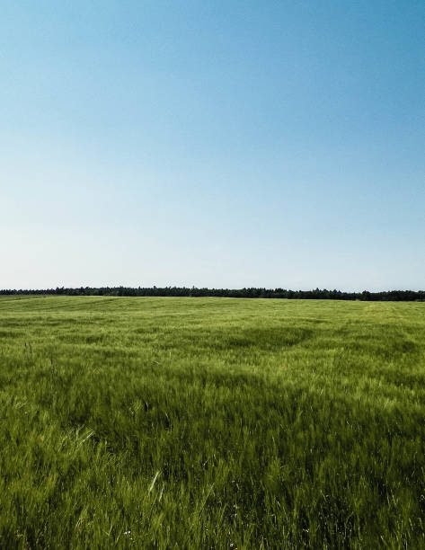 istock Green field in Kashubian village. 1138694207