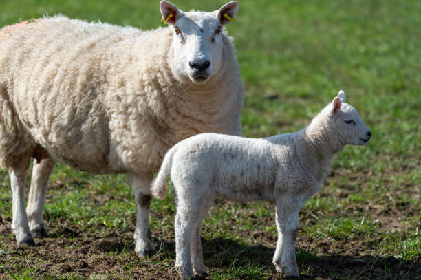 istock Sheep and a new born lamb 1138694218