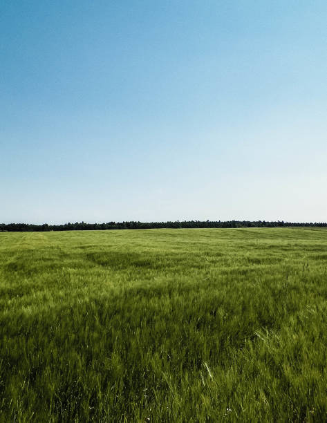 istock Green field in Kashubian village. 1138694246