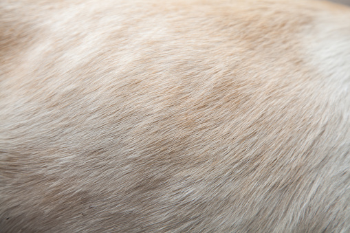 white dog hair