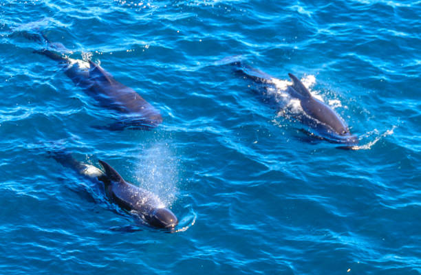 istock Long-Finned Pilot Whales in the Southern Atlantic Ocean 1138694508