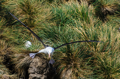 Close-up of a Black-Browed Albatross in Flight. West-Point Island, the Falklands.