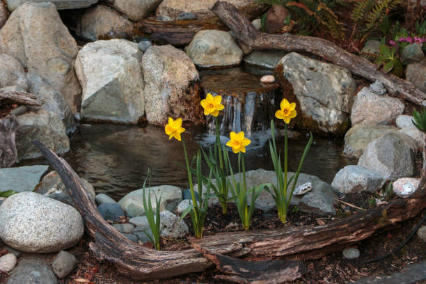 gartenwasseranlage mit narzissen v2 - garden feature stock-fotos und bilder