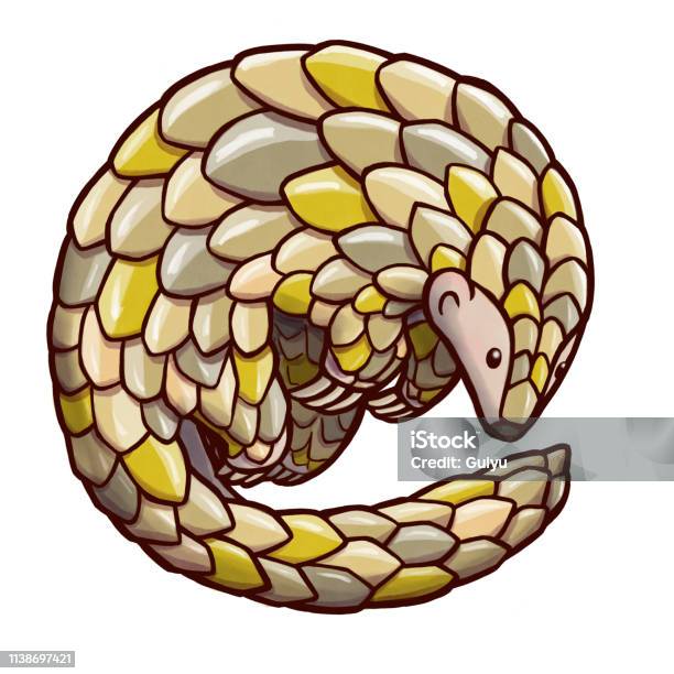 Drawing Of A Pangolin Curling Into A Ball Stock Illustration - Download Image Now - Pangolin, Illustration, Africa