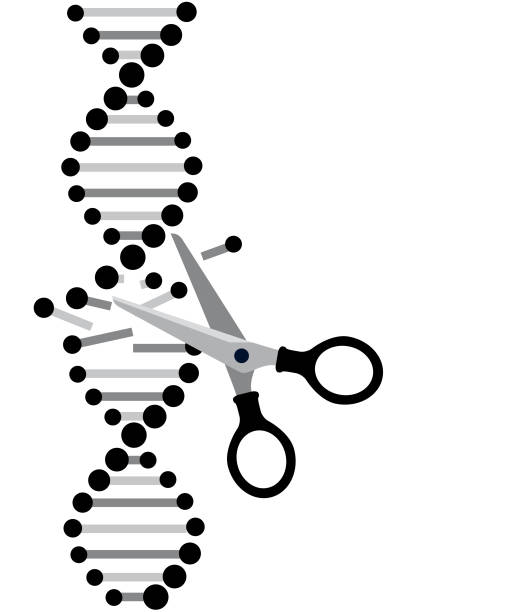 Crispr - gene editing Crispr - gene editing crispr stock illustrations