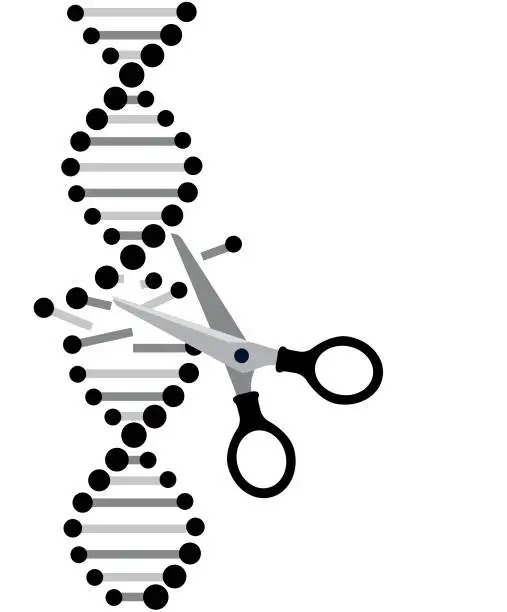 Vector illustration of Crispr - gene editing