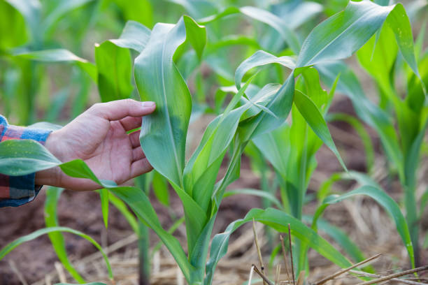 istock Young man working on tablet and checking corn plants in field. Agribusiness and innovation concept 1138697704