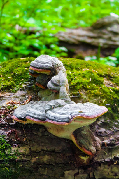 istock Fomitopsis pinicola or red belt conk on fallen trunk 1138700493