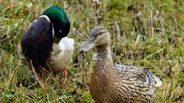 istock Anas platyrhynchos - a pair of mallard ducks 1138700644