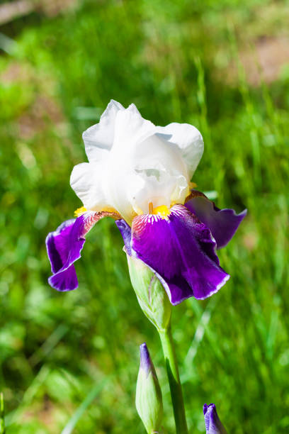 istock Iris cultivar flower closeup on green meadow background 1138700694