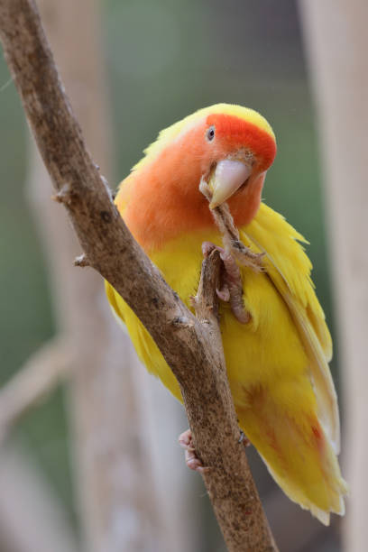 istock Lutino faced love bird (agarpornis rosiecollis) 1138701702