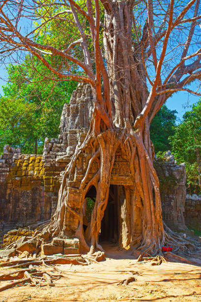 istock Ruins twined around by giant tree 1138702243