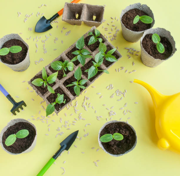 istock Seedlings of paper and cucumber 1138702300