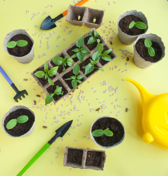 istock Seedlings of paper and cucumber 1138702304