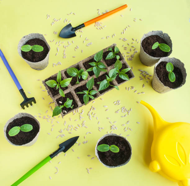 istock Seedlings of paper and cucumber 1138702307